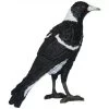 Magpie Science & Nature 75221