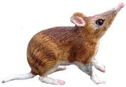 Bandicoot 75462 Groot