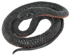 Red-bellied Black Snake