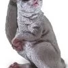 Galago (Bush Baby) S100511