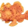 Frogfish