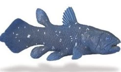 Coelacanth S285729