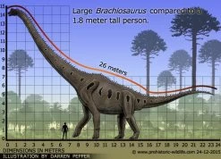 Brachiosaurus Papo 55030 -Dierenmodel Speelgoed Winkel eae8de5d0adc9e193acd004eef6f67aa307b7eff 2