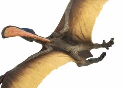 Tapejara Safari 284229 6 Tapejara Safari 284229 -Dierenmodel Speelgoed Winkel eaff55bf5818c4dd76cb51c692d1d88171b221cc