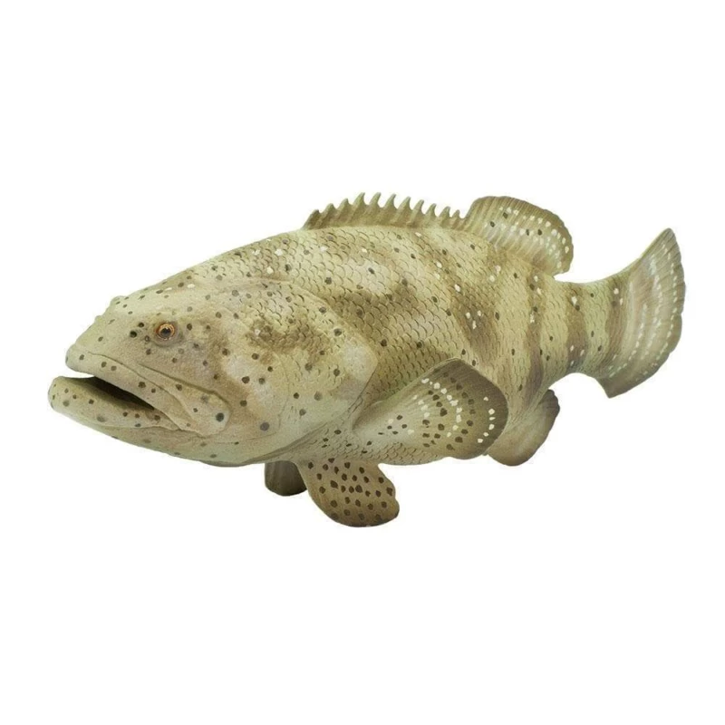 Goliath Grouper S265329 3 Goliath Grouper S265329 - Afbeelding 3