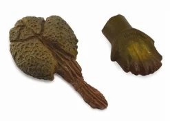 Tand En Staart Van Ankylosuaurus CollectA 89287