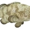 Goliath Grouper S265329
