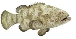 Goliath Grouper S265329