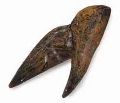 Tand Van Triceratops CollectA 89283