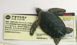 Green Turtle (Kaiyodo)