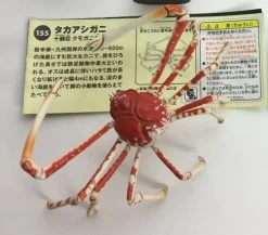 Japanese Spider Crab